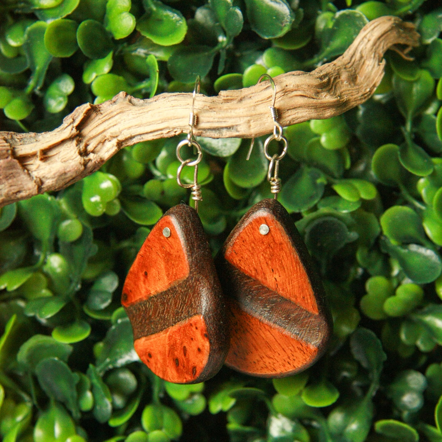 1890 Walnut & Birds Eye Maple Earrings